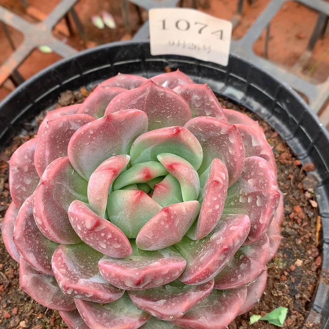 【闪购商品】云1074号Q橙13厘米