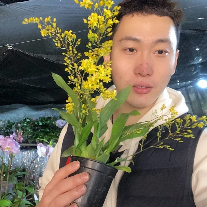 无花朵黄色文心兰