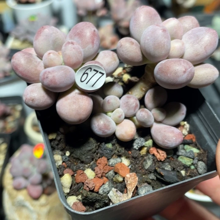 桃花奶酪多肉植物