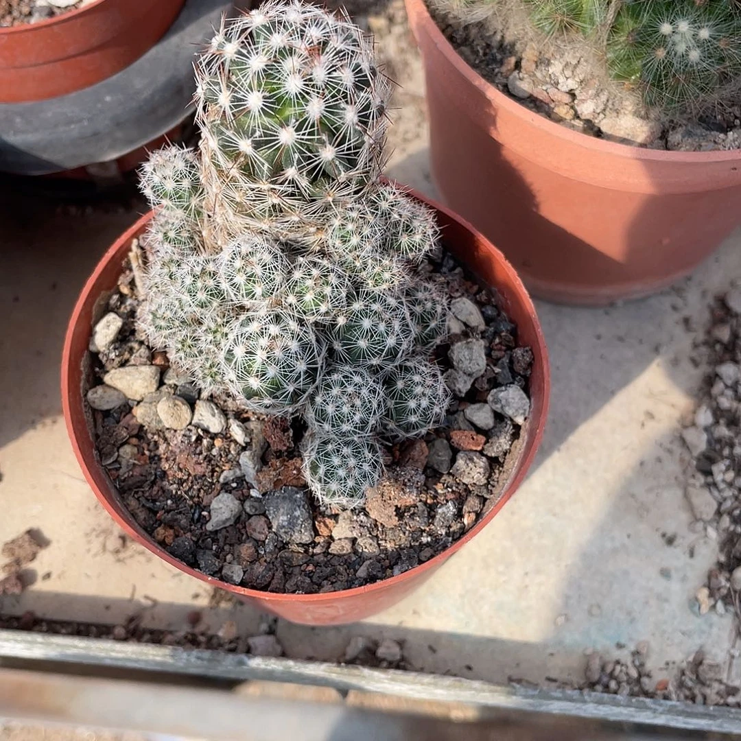 阿***芳仙人球实生球群生带盆