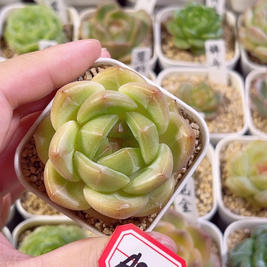 A846 一物一拍 无名氏