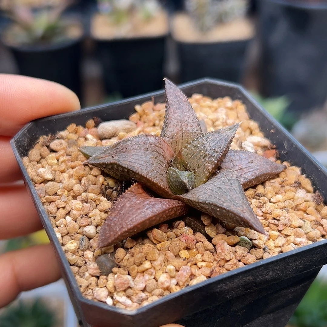 银狼蛛×锦带桥 杂交