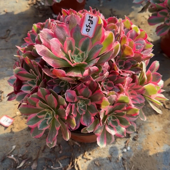 27-30妖月不包售后处理