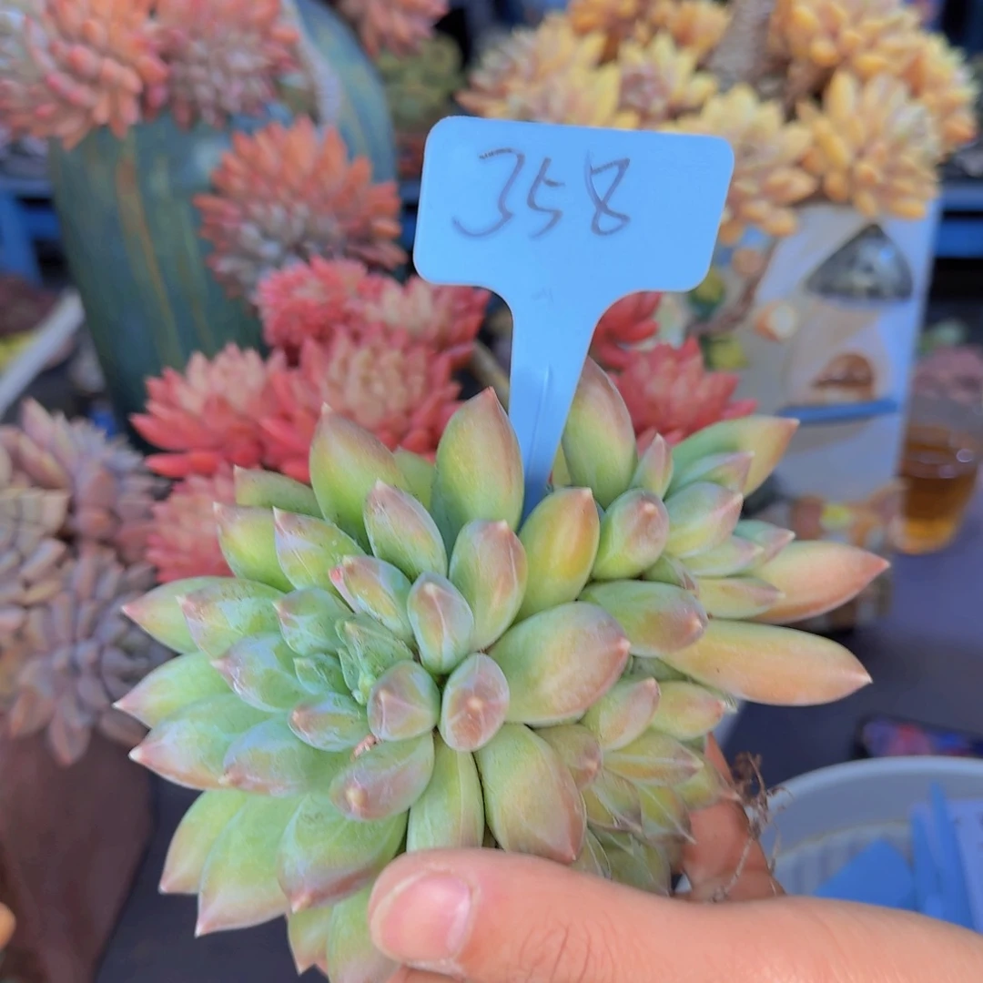 多肉植物的生长发育