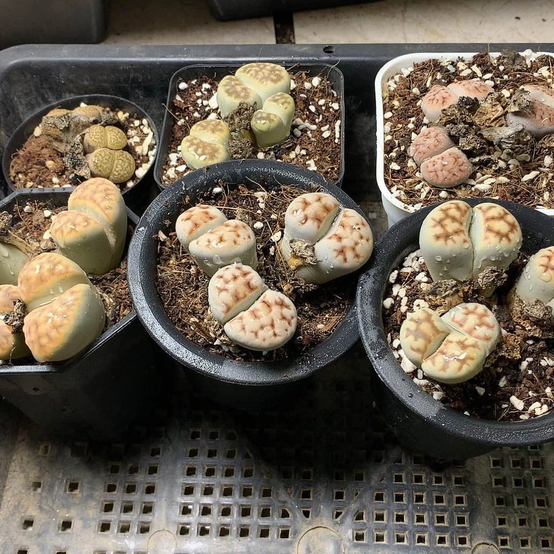 瓶**鱼G280多肉植物保护