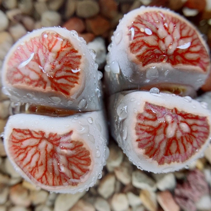 生石花花花花花花花花121