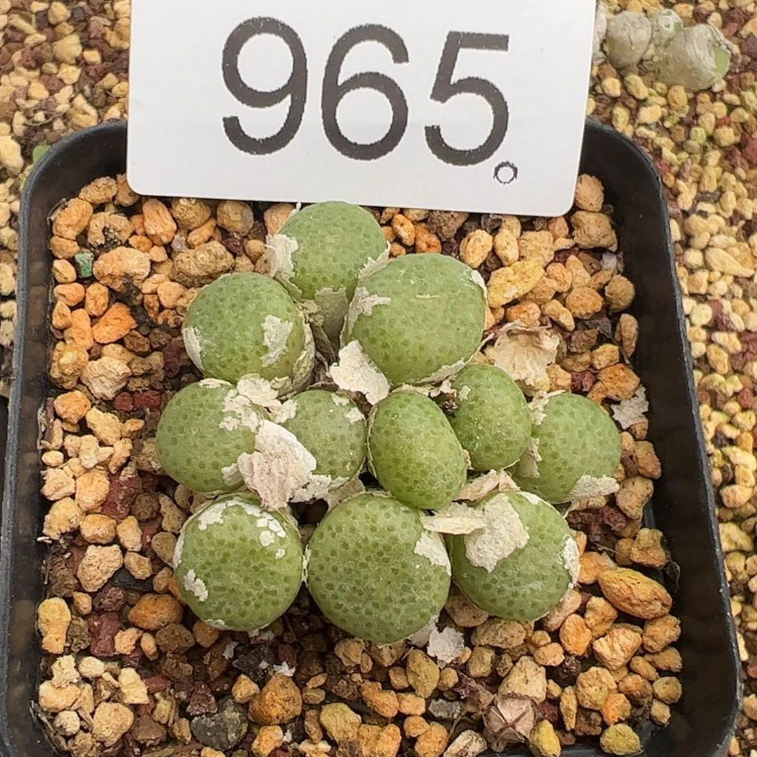 一物一拍母本青团脱土发。   965