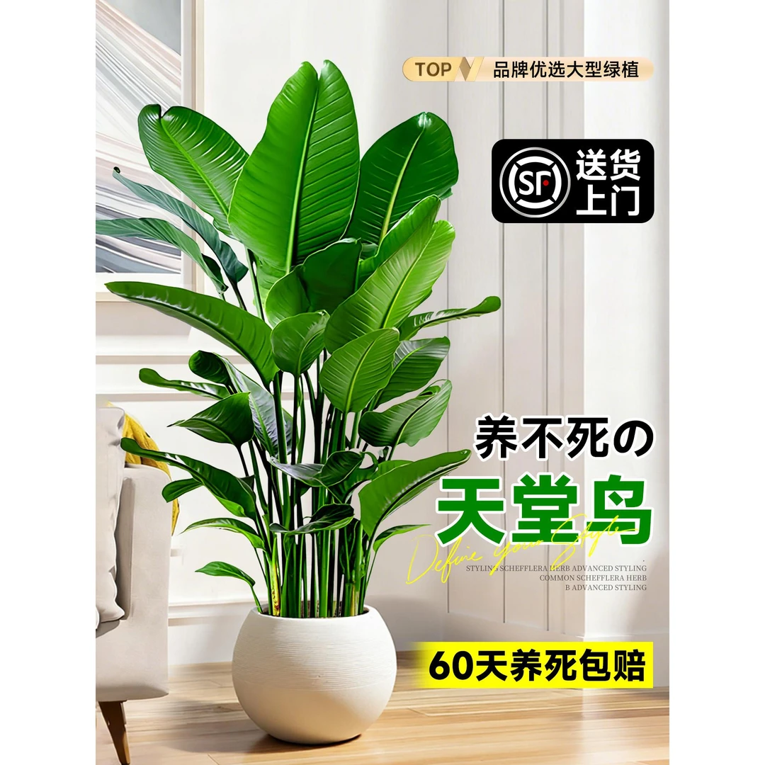 天堂鸟盆栽绿植室内大型客厅植物落地真树办公室鹤望兰大禄植花卉