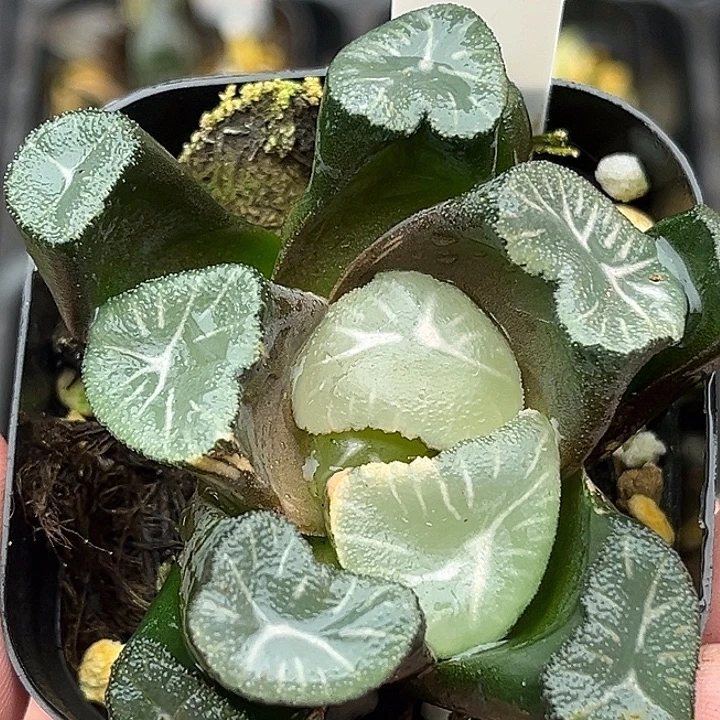 6巨大化玉龙万象锦