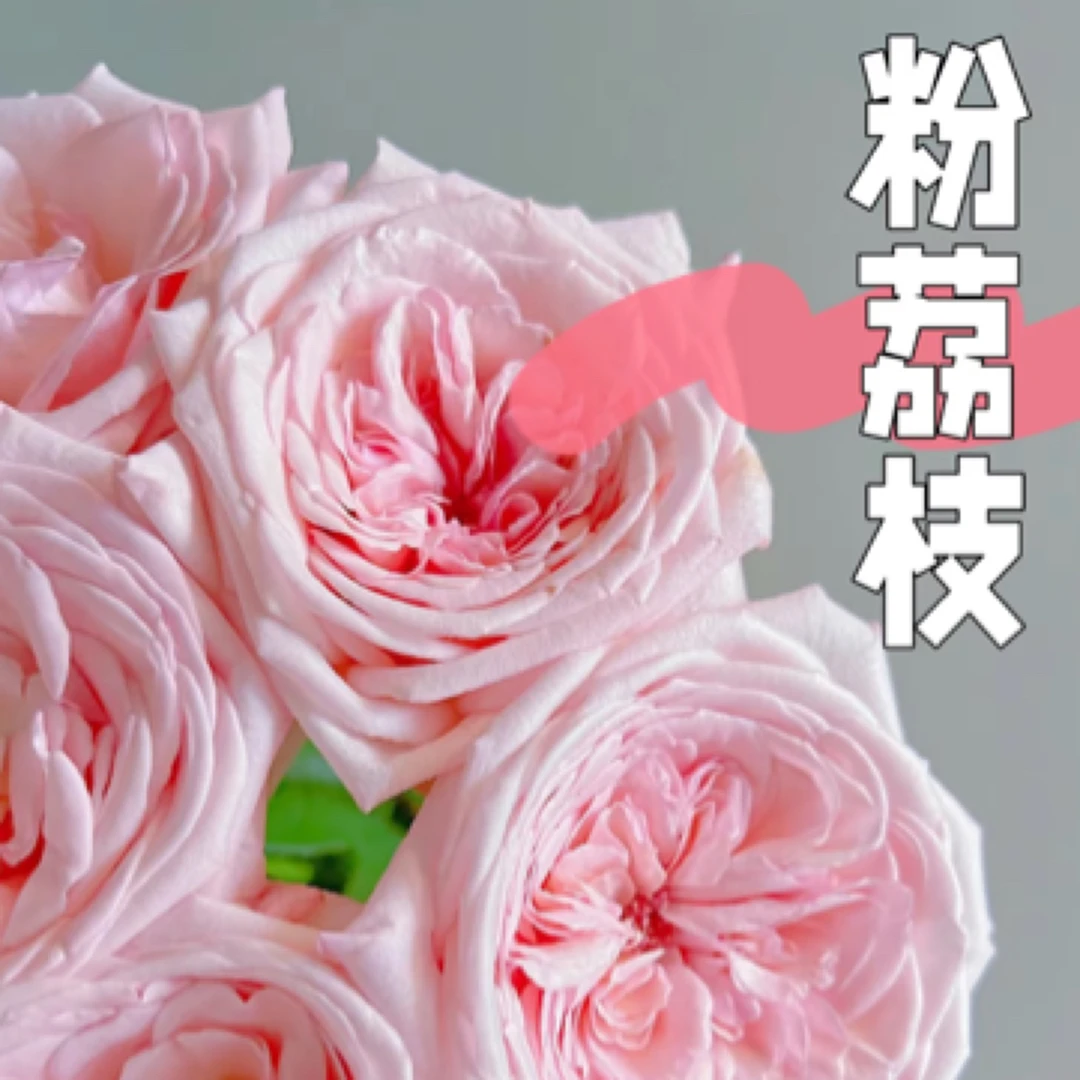 粉荔枝玫瑰花 云南花农基地现采现发 全场任意2单顺丰包邮