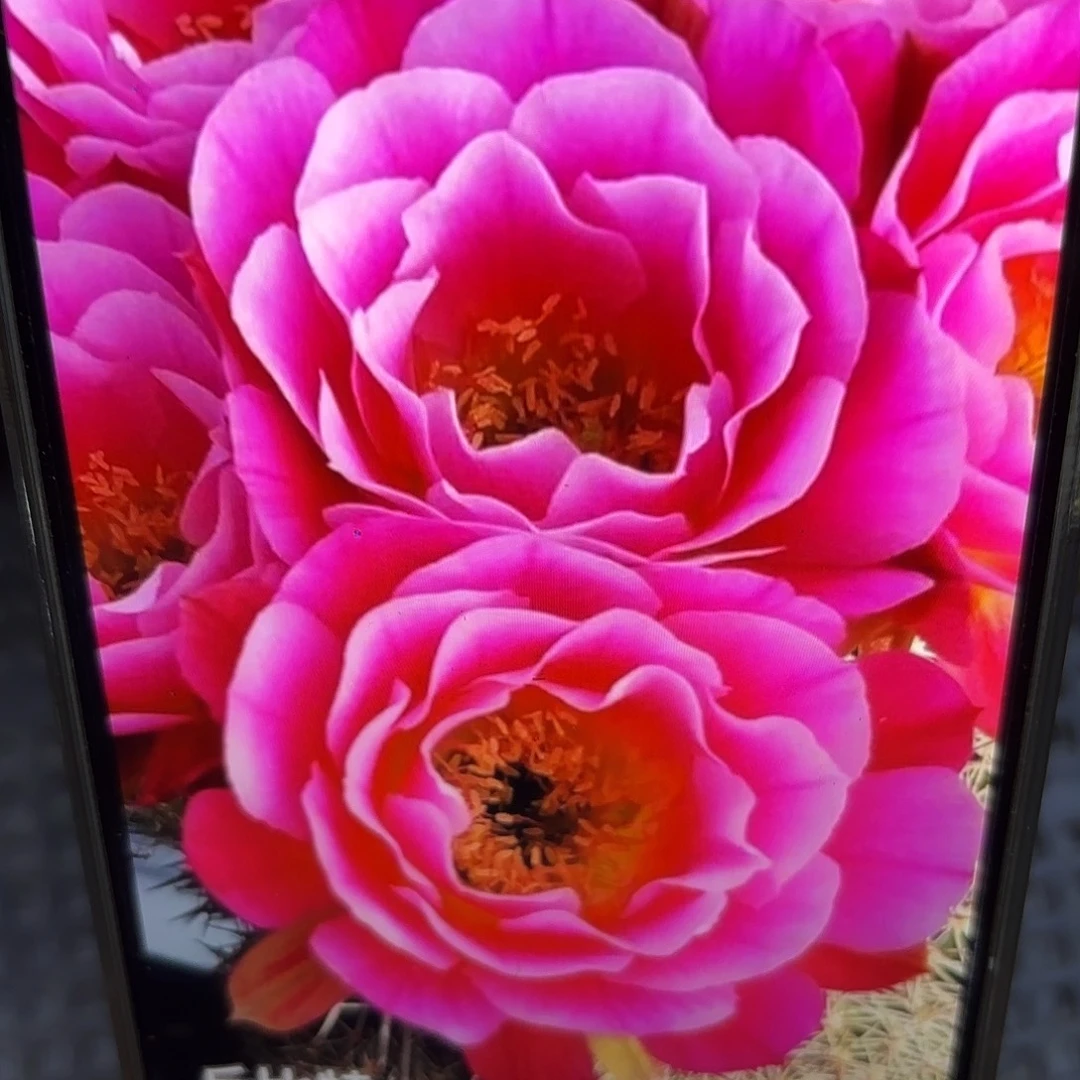 丘比特侧牙20包邮16