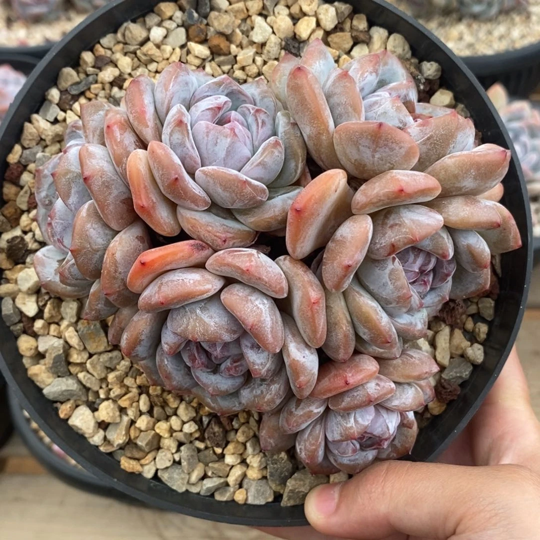 六头大圆肥 大包子