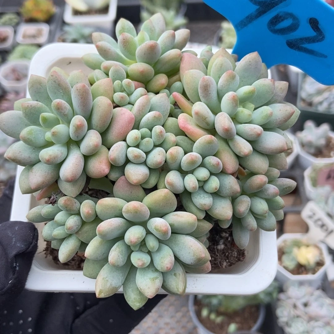 902洛可可多肉植物多肉