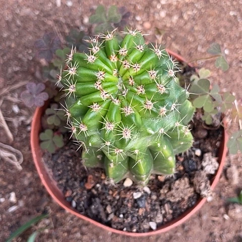 头顶缀化实生彩草