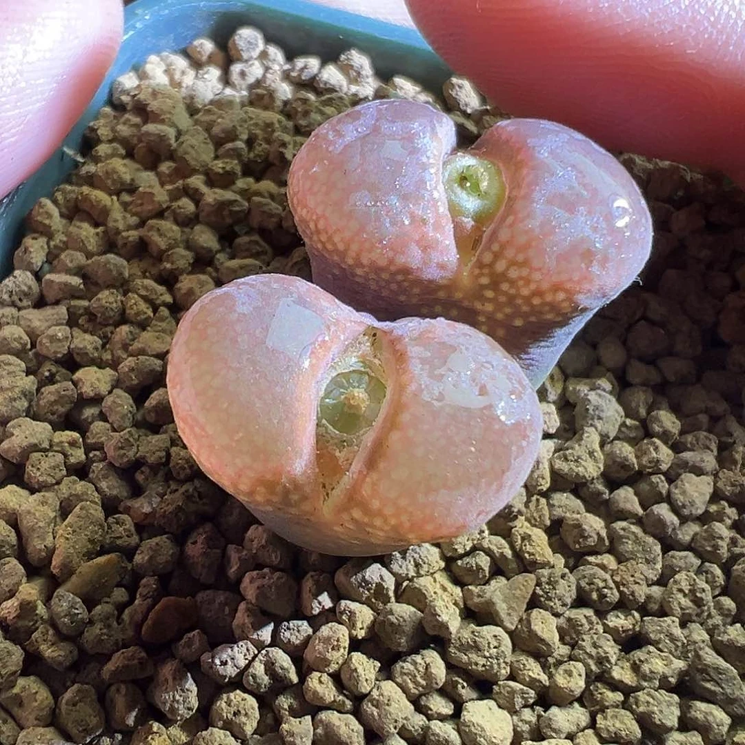 双十一炸福利。