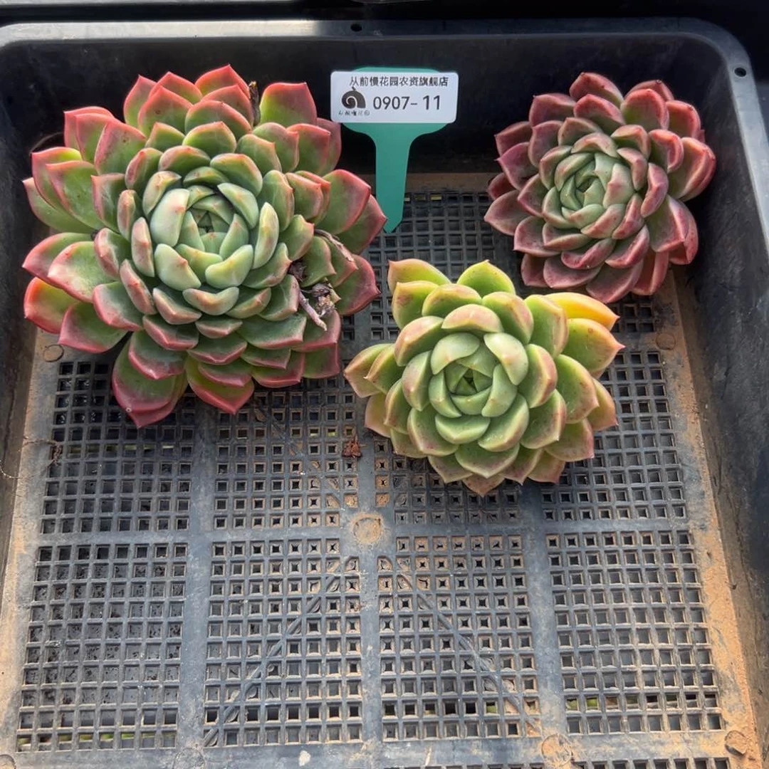 多肉一物一拍0907-11