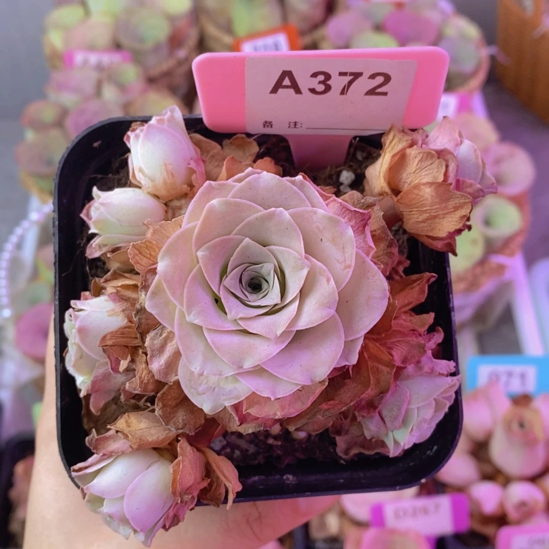 红颜玫瑰一物一拍A372