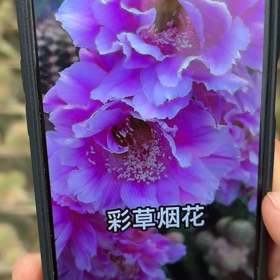 带根烟花彩瑕疵斑侧牙20包邮仙人球