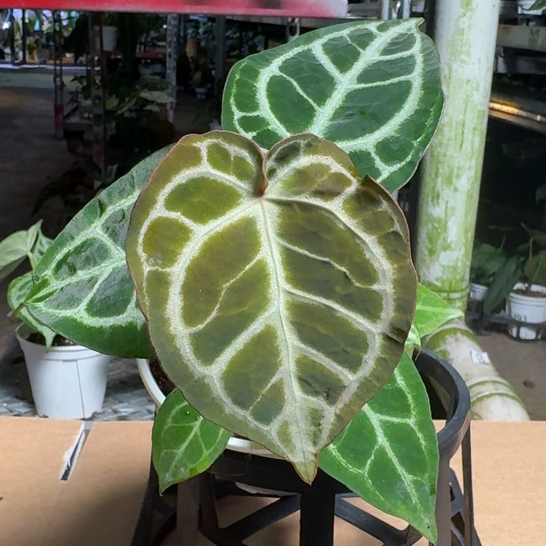 完全开放Ｙ69花烛一物一拍