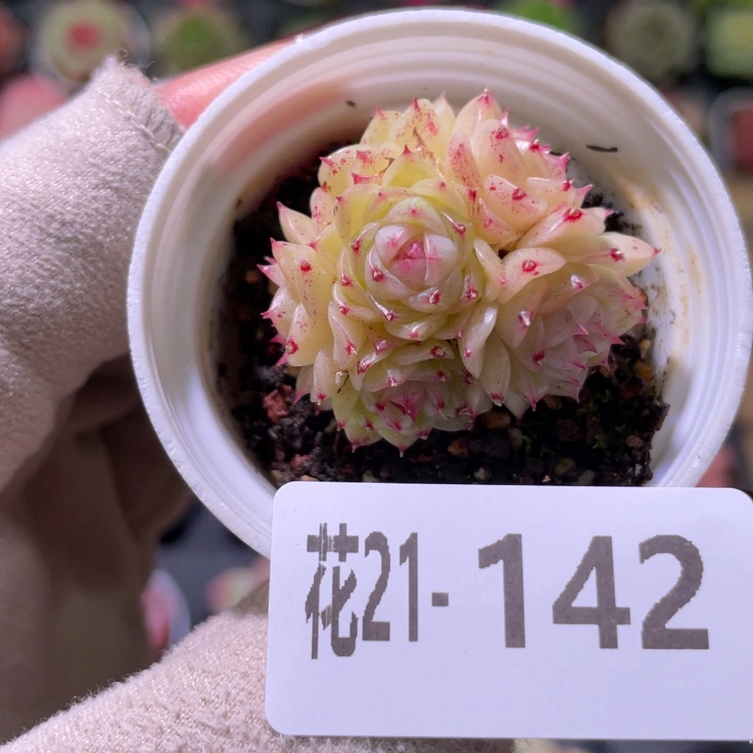 花利美21-142麦秆群