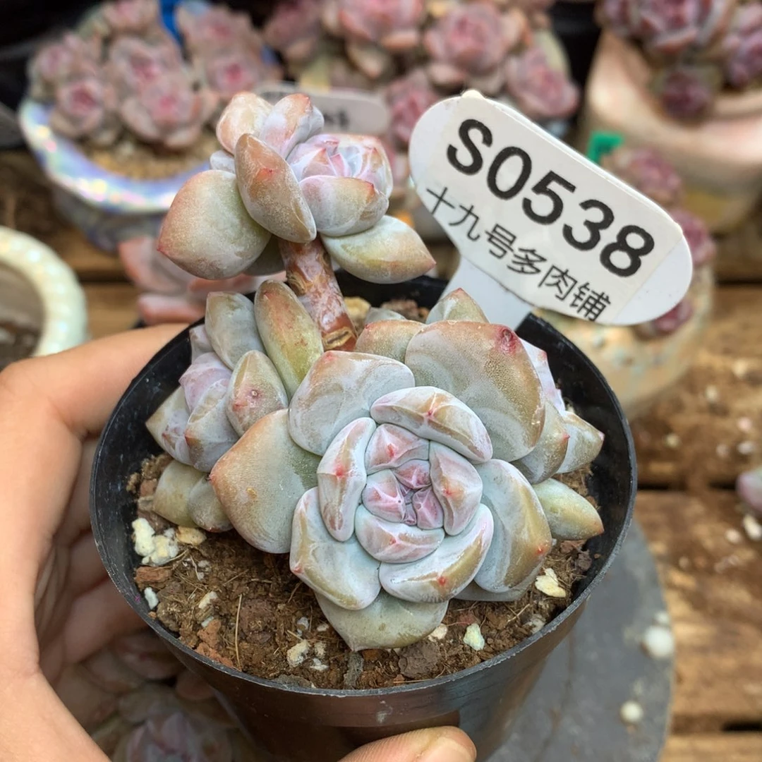 S0538 突尼斯 背景同款 小树