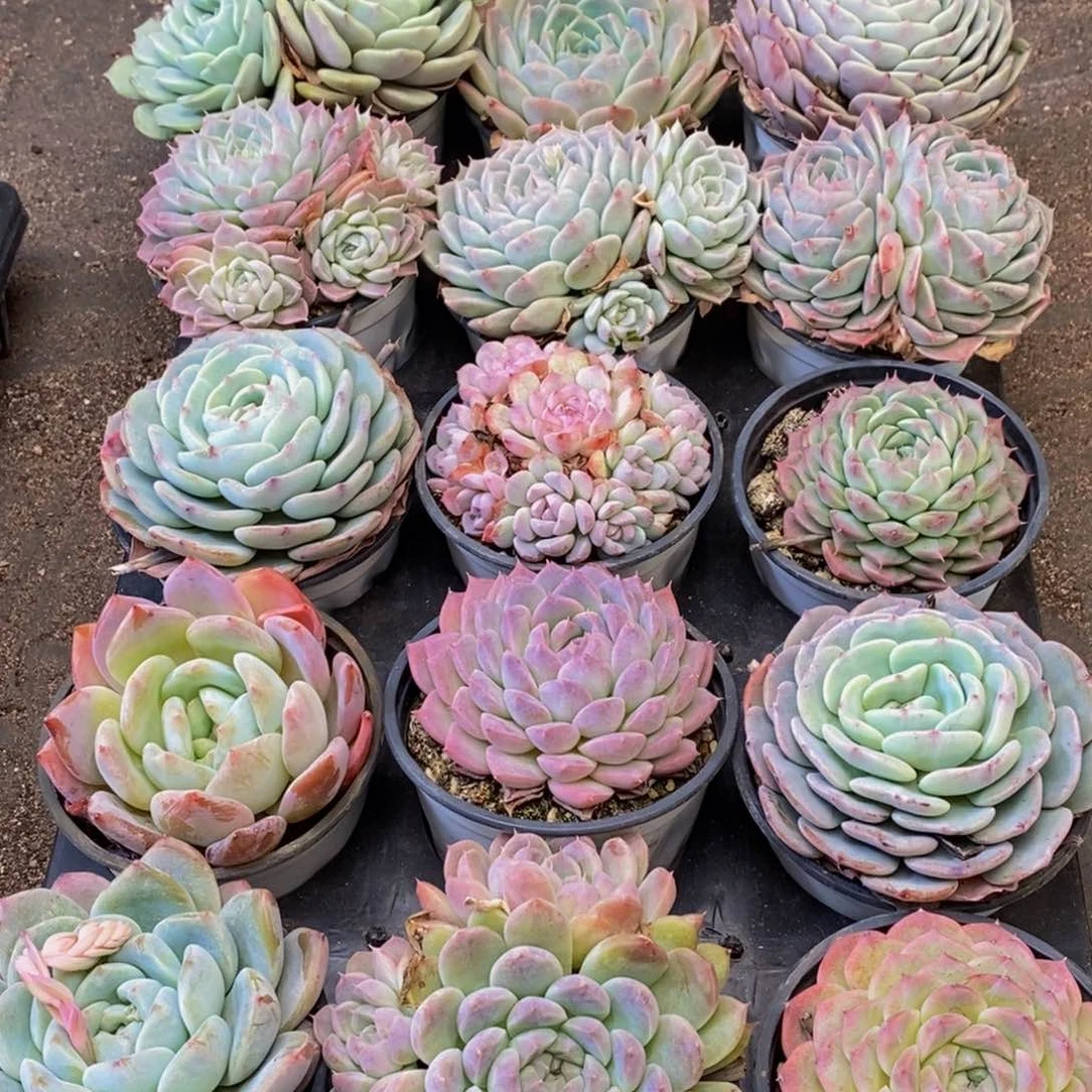 367多肉植物保护研究所所长