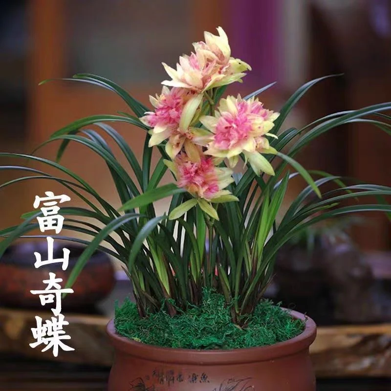 [壹品兰阁] 富山奇蝶—建兰香祖三大奇花之首7-12月花 一年多次花