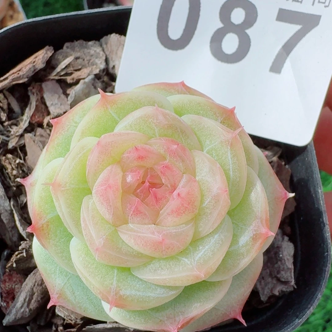 宝珠山茶      愿你一路坦途，乘风破浪展宏图