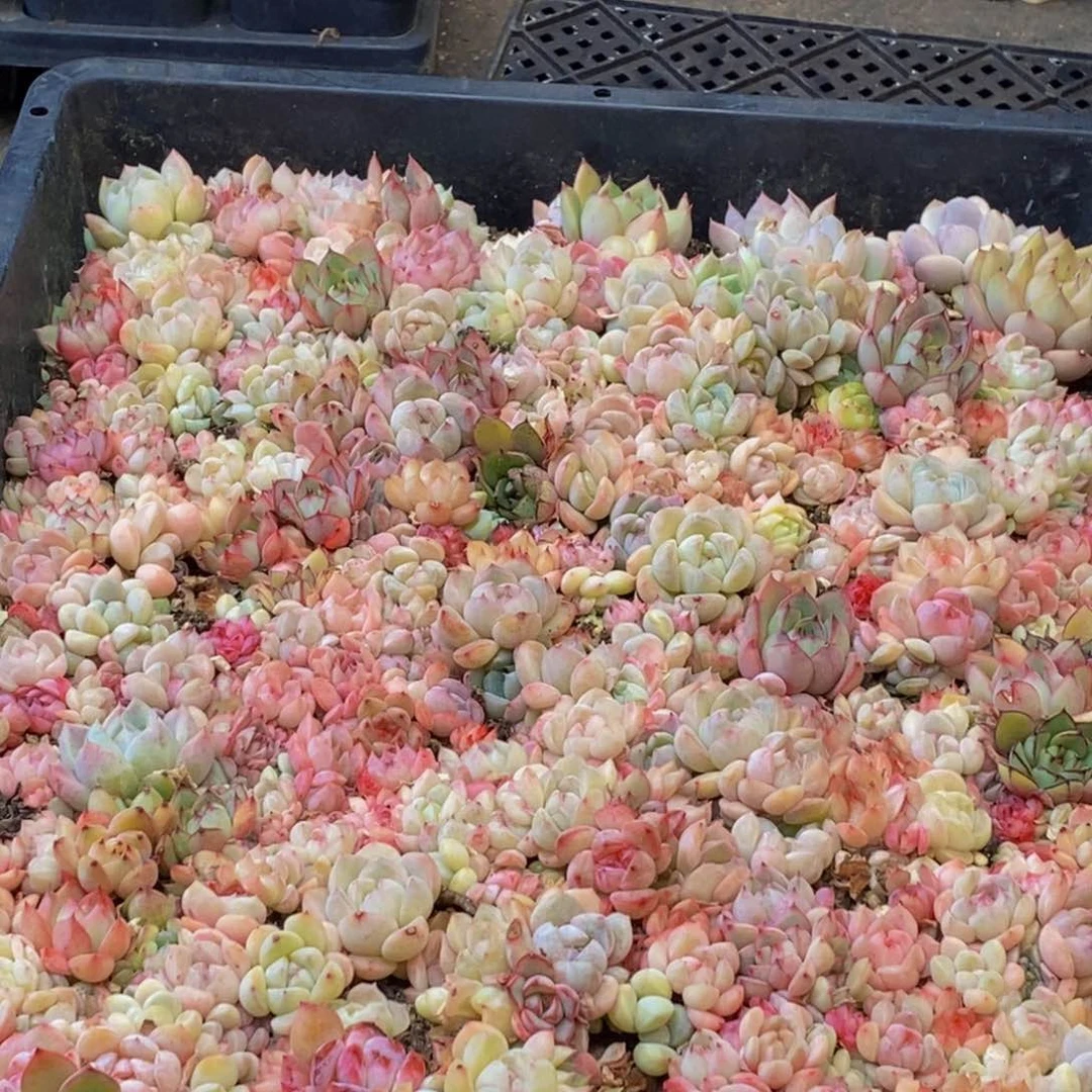 942多肉植物保护研究所所长的生活