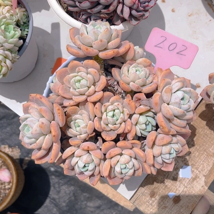露凝香多肉植物202