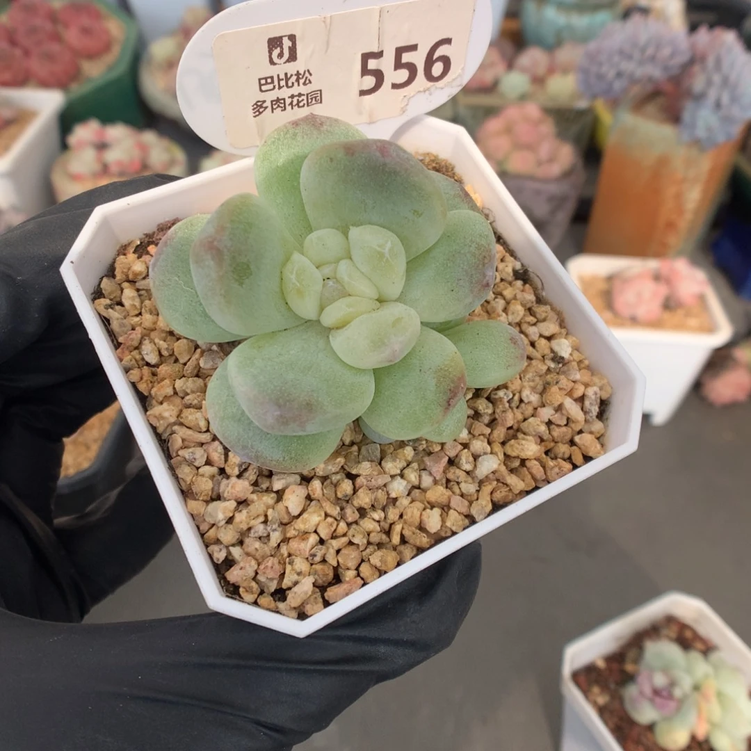 556 下播福利多肉