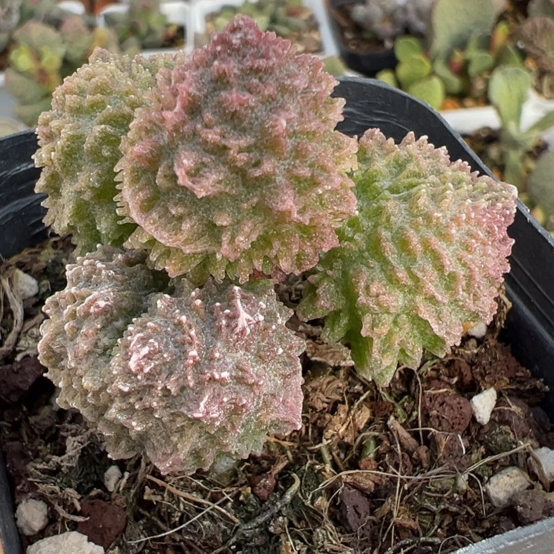 朱紫玉单头纯木质桩多肉植物