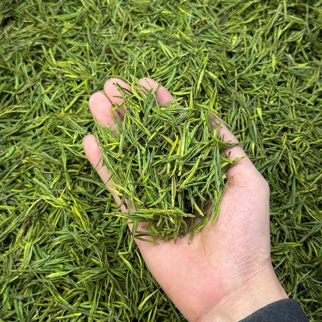 【明前白茶220款】兰花香鲜甜 2025春茶 清香绿茶 新茶