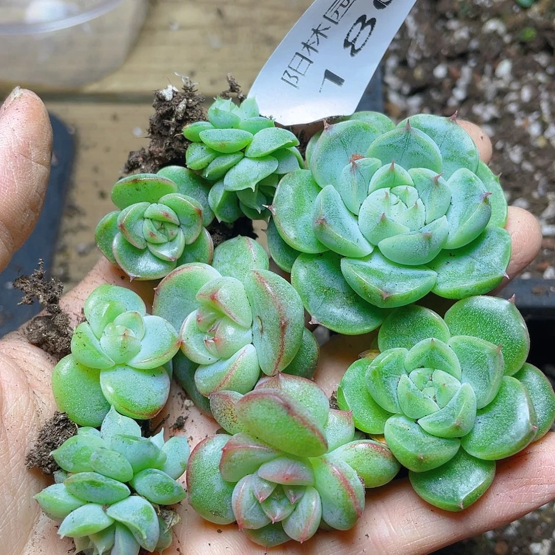 多肉植物多肉植物180