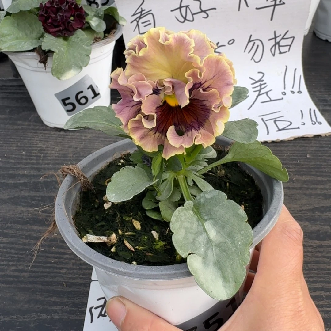 全部花朵751号洛可可