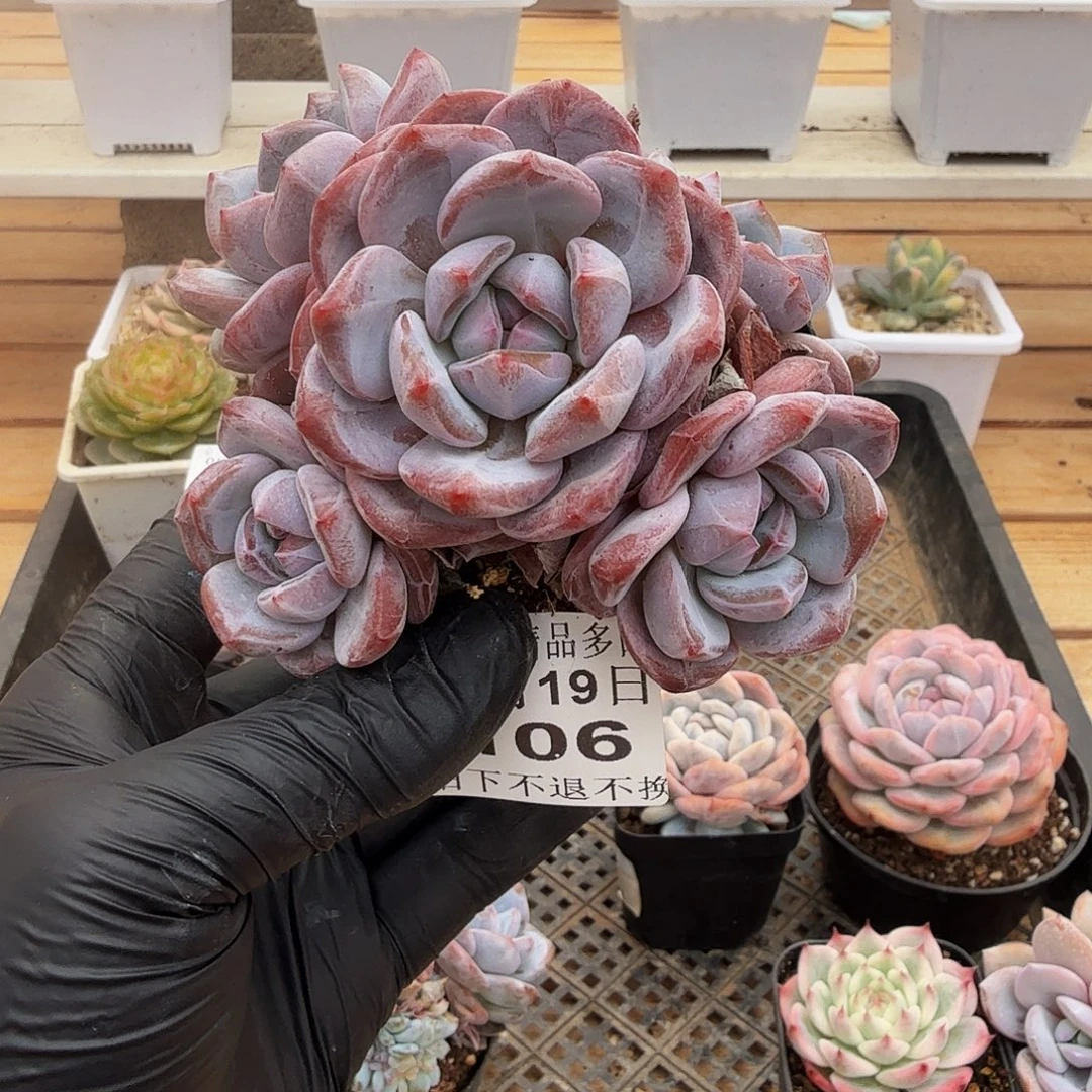 0919-106温斯莱特群