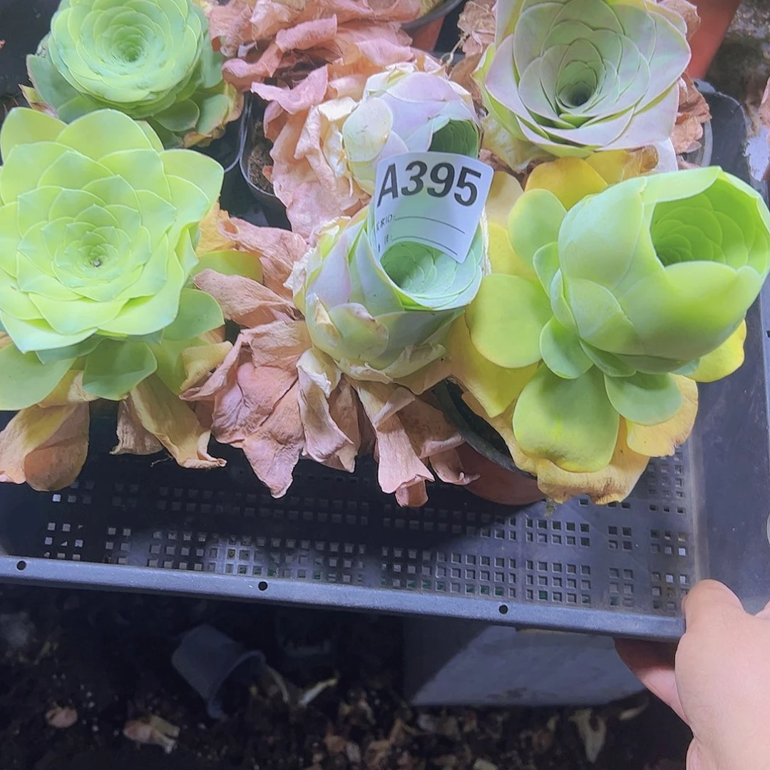 395一物一拍大玫瑰