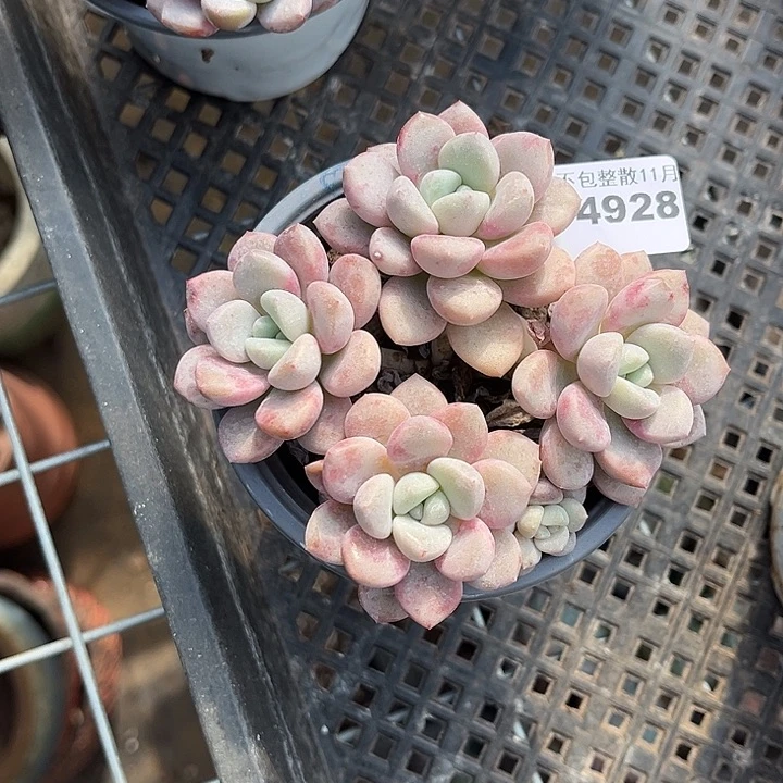 阿雅园艺。     4928花斑鹿