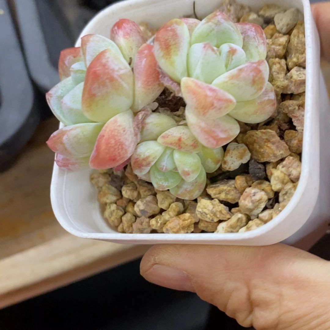 精品多肉一物一拍不包整88