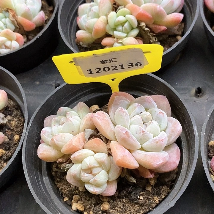 福利多多。1202136