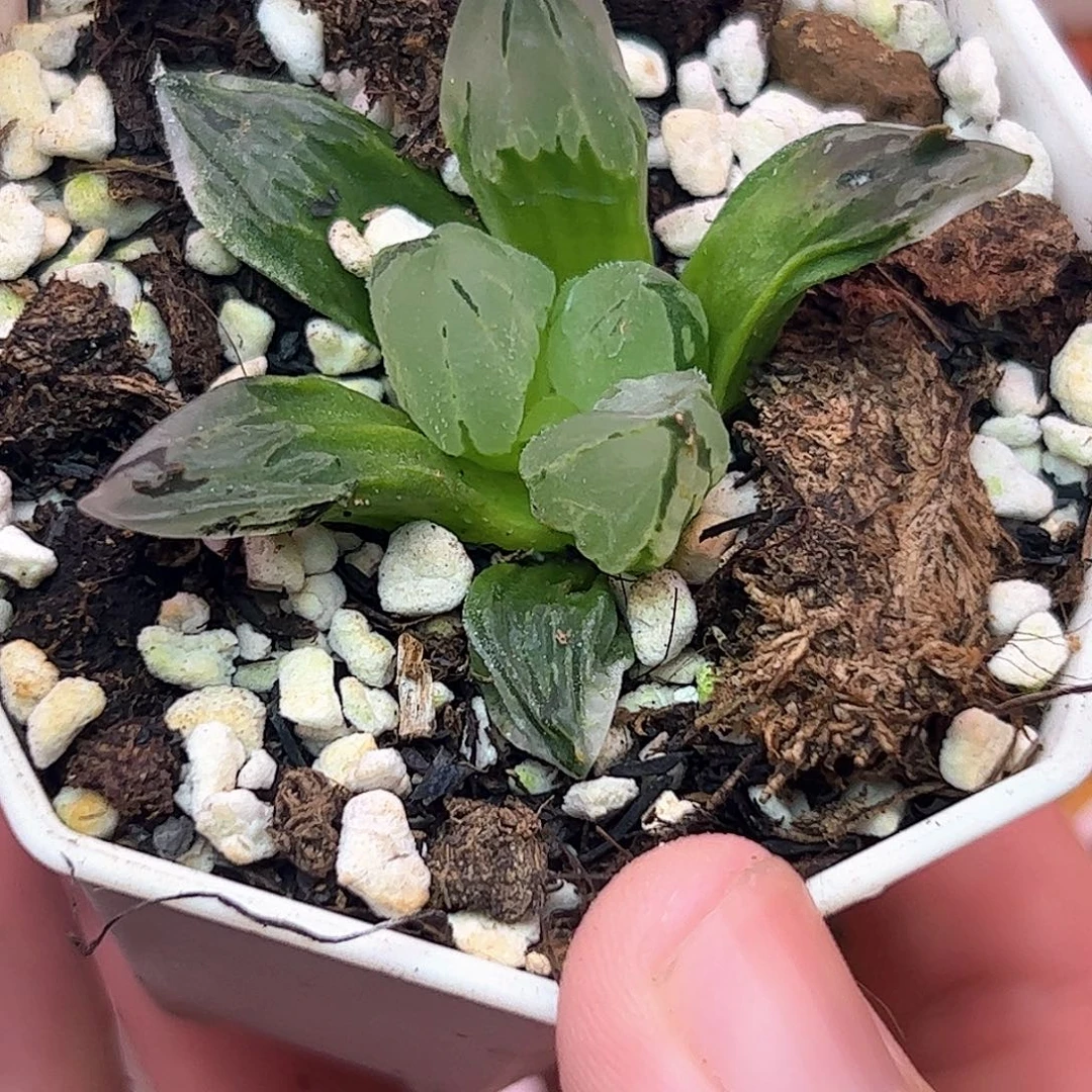 冰鸾玉十二卷多肉植物
