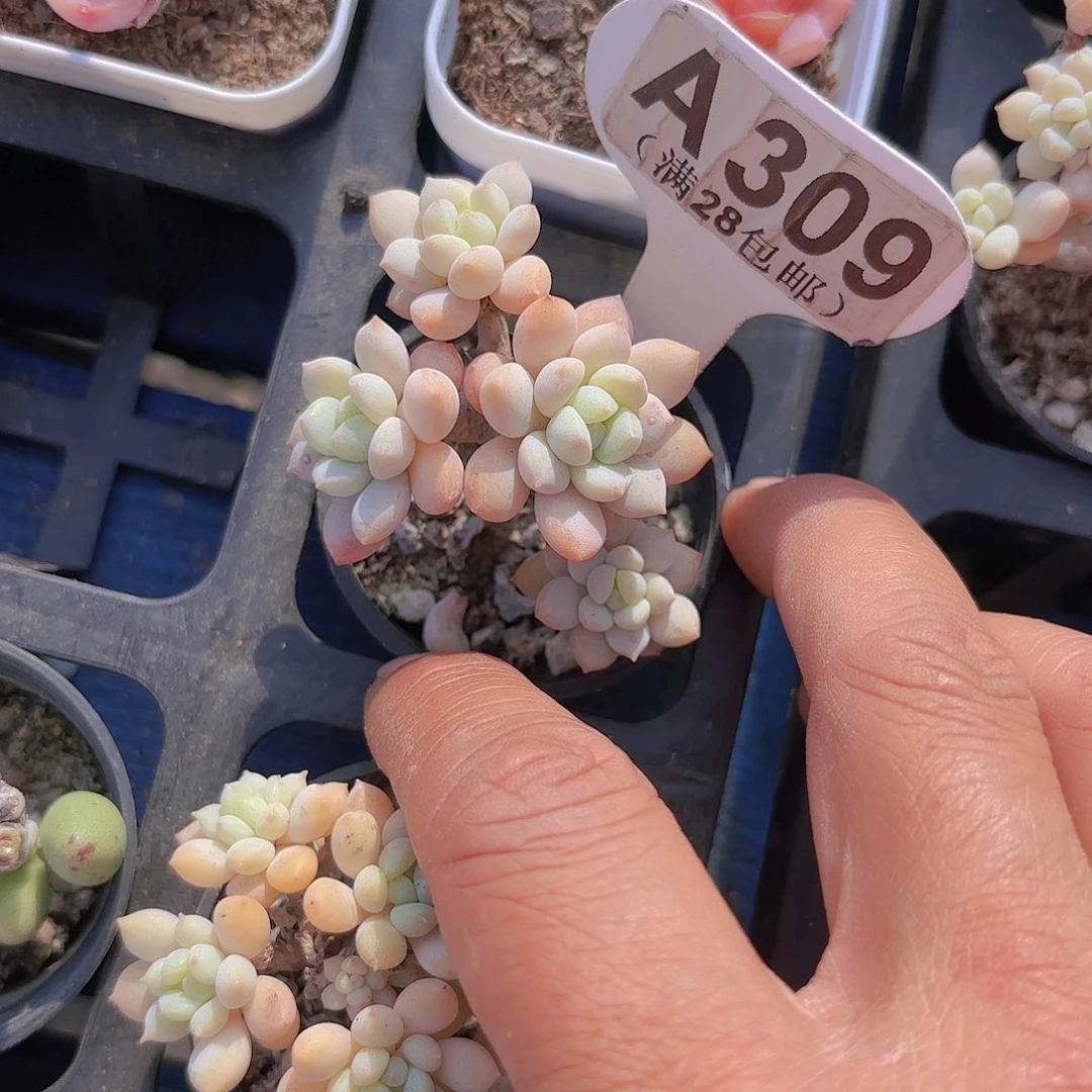 A309奶糖yi eu yi pai