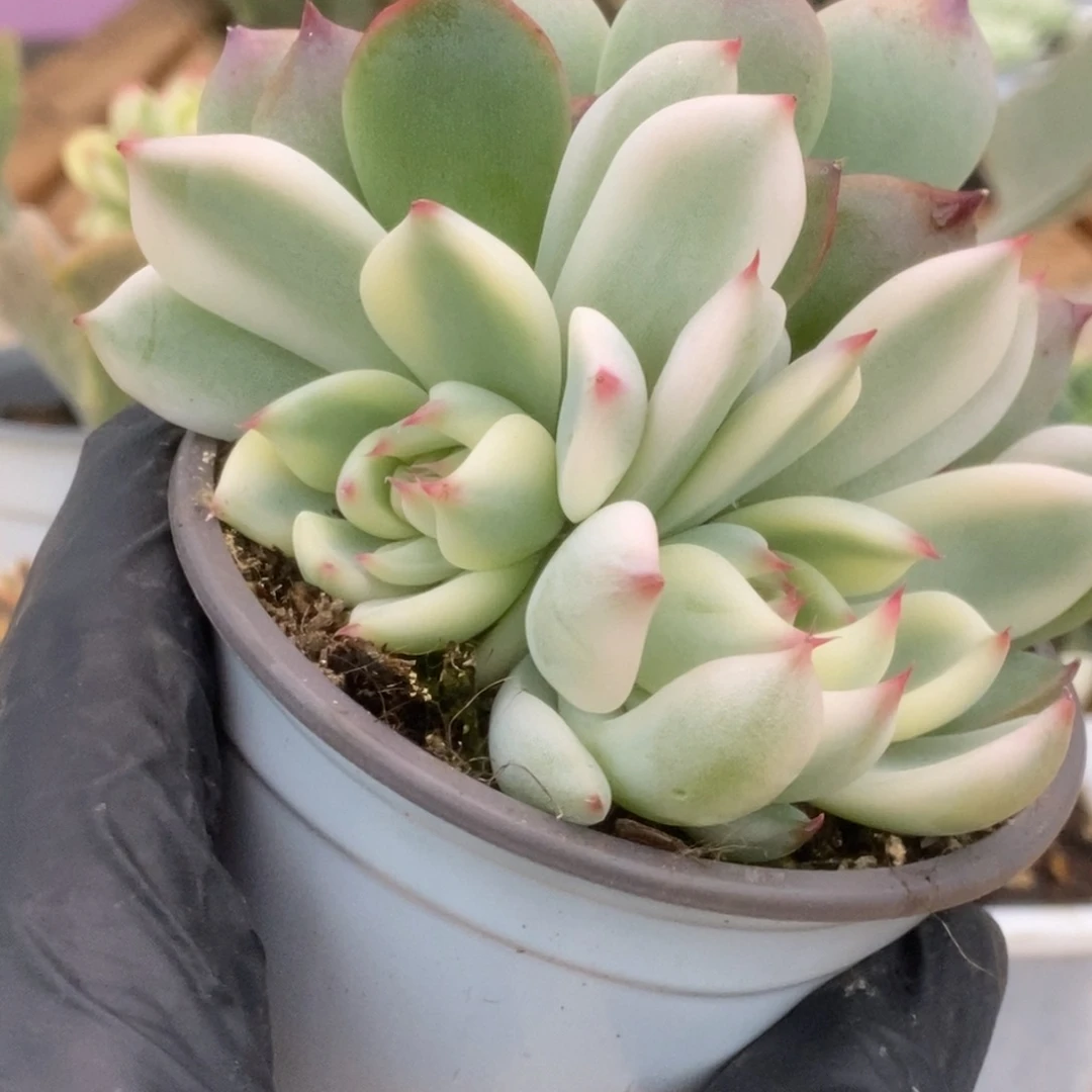 315锦锦锦锦锦锦锦锦