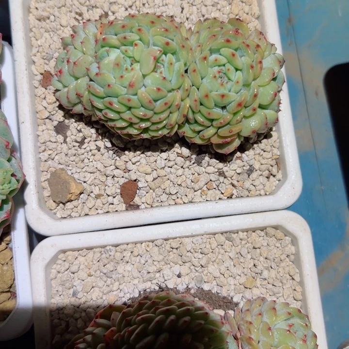 精品多肉植物老桩