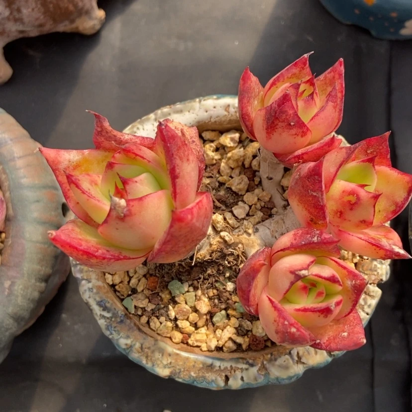 【闪购商品】火鸟群