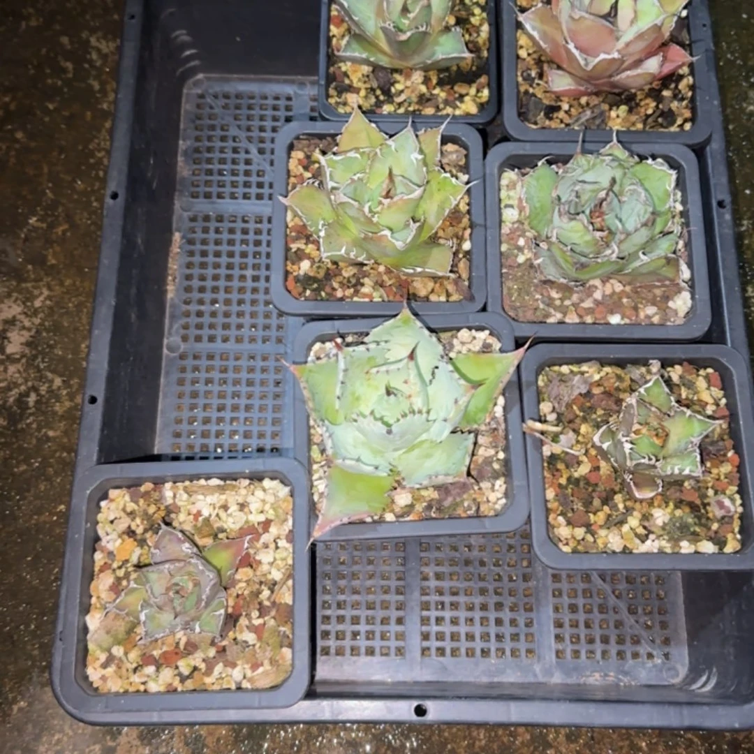 美***α7棵啦啦啦啦啦啦啦啦啦啦
