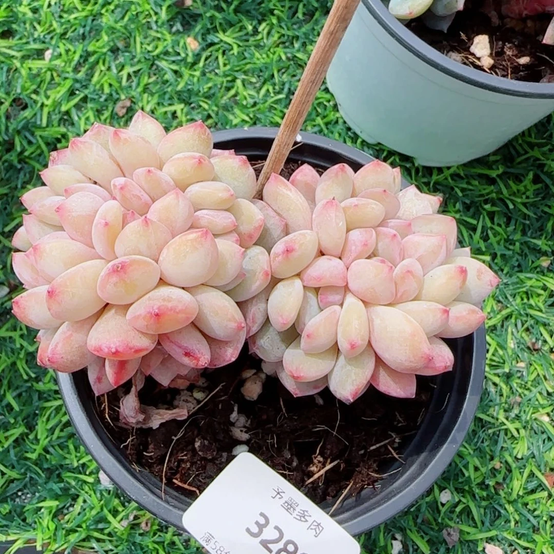 橙子小树缀，3289多肉