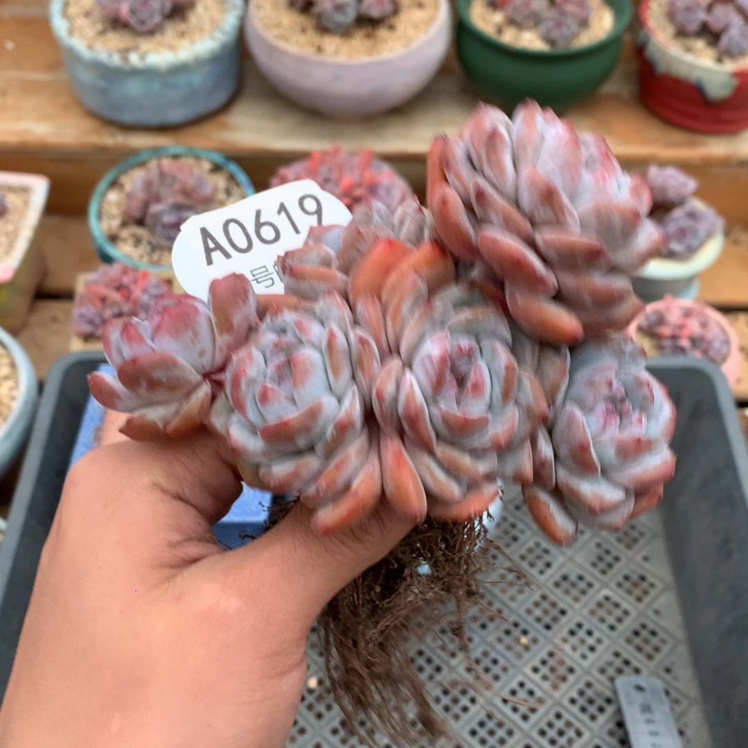 A0619 星影老桩 一头一桩 有砍 12cm