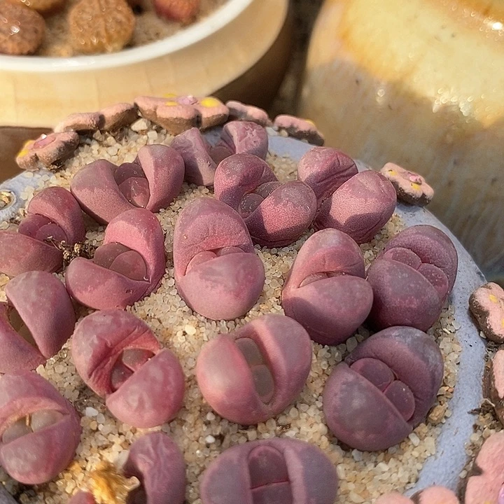 红大内一组三颗