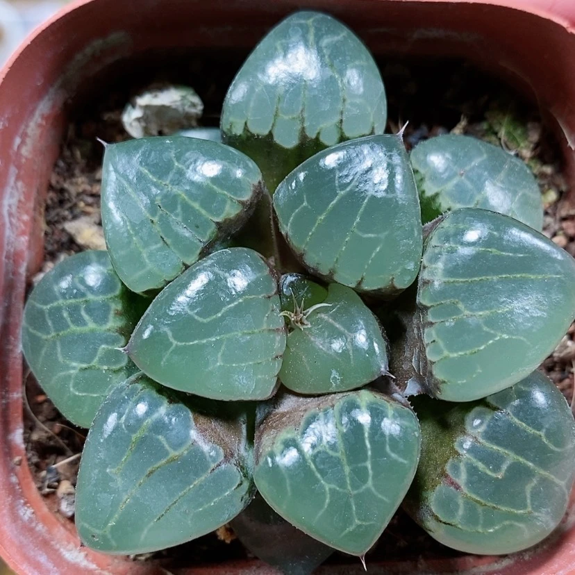 【闪购商品】8丸叶水晶葡萄克